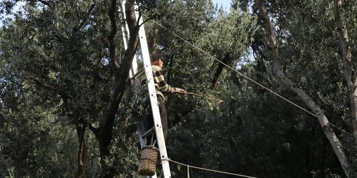 hasat-basladi-2.webp