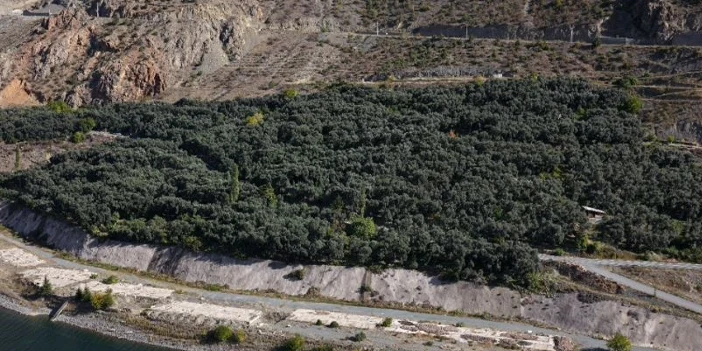 hasat-basladi-5.webp